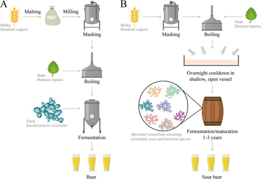 A-Schematic-illustration-of-the-beer-production-process-Grain-is-malted-milled-and