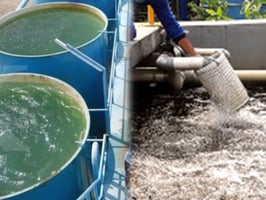 IPA and WWTP